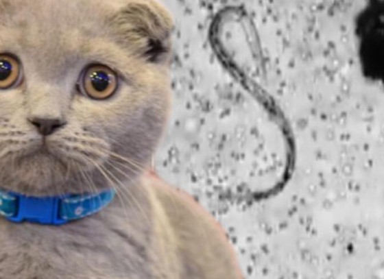 Kedilerden bulaşan parazit: Toksoplazma nedir, toksoplazma belirtileri nelerdir?