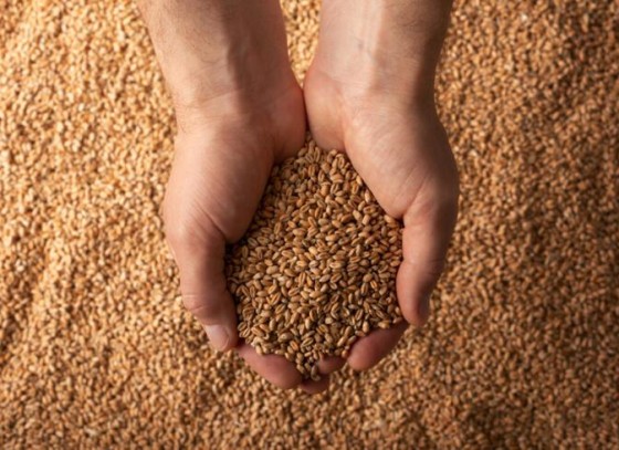 Slovakya da Ukrayna'dan tahıl ithalatını durduruyor